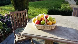 monodiete pommes