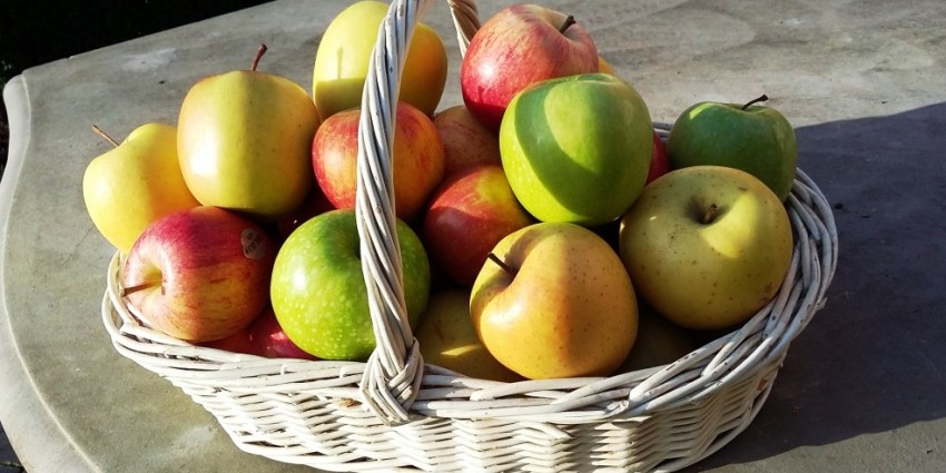 monodiete_pomme